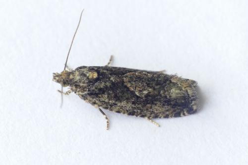 Réf. 285 509 : Zeiraphera isertana